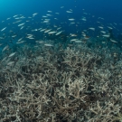 A school of reef basslets and fusiliers hover above a thicket of Acropora corals.