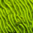A tiny fish camouflaged among the ridges of a fluorescent coral colony.
