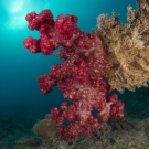 A vibrant red soft coral (Dendronephtya sp.) with polys exposed filtering plankton from the current.