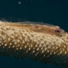 A whip coral goby (Bryaninops amplus). This tiny commensal fish is usually found on gorgonian sea whips and black corals, living its entire live on its host.