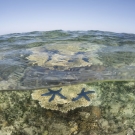 Blue linkia starfish sit atop a table of Acropora coral at low tide.