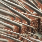 Closeup of a crown of thorns starfish (Acanthaster planci).