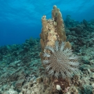 Crown of thorns starfish (Acanthaster planci) on the side of a coral, digesting it with its stomach. Otherwise known as COTS,  this animal is a large, multiple-armed starfish (or seastar) that usually preys upon hard, or stony, coral polyps (Scleractinia). The crown-of-thorns receives its name from venomous thorn-like spines that cover its upper surface, or the crown of thorns. It is one of the largest sea stars in the world and is very destructive as it voraciously feeds on healthy corals.