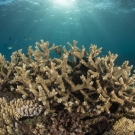 Healthy Acropora branching corals on the Great Barrier Reef.