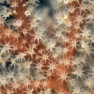 Individual polyps of a fan coral. These types of corals are called octo-corals which means that the polyps have each eight tentacles.