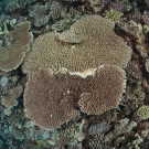 A large table coral on the outer edge of the Great Barrier Reef, the excellent visibility in this part of the reef may be one of the reasons for the high coral cover in this area. 