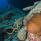 Pink anemonefish (Amphiprion perideraion) are temporarily locked out of their anemone, which balled itself up for a short time. The anemonefish can still hide within the tentacles.