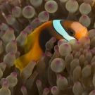 Red and black Anemonefish (Amphiprion melanopus) hide in an anemone.