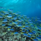 Schools of blue and yellow fusiliers (Caesio teres) roam the edge of the outer Great Barrier Reef feeding on passing plankton.