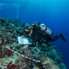 Grace Frank, a scientist with the Living Oceans Foundation, surveys corals at the outer reef edge of the Great Barrier Reef.