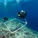 Kristin Stolberg (front) and Bar Ayalon (back),  surveying fish and coral species within their quadrat on the Great Barrier Reef. Quadrats are used in ecology to isolate a standard unit of area in order to study the distribution of species over a large area - in this case an entire reef.