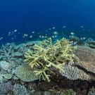 Small fish dart in and out of branches of Acropora on a particularly healthy section of the Great Barrier Reef.