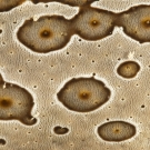 The leathery skin of a sea cucumber.