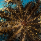 The underside of a crown of thorns starfish (Acanthaster planci). If corals had eyes, this would be last thing they would see if a crown of thorns sat on them about to digest them.
