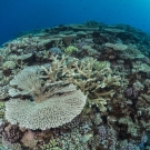 The Global Reef Expedition comes across a very rich and expansive field of acropora table coral at the outer edge of the Great Barrier Reef.