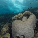 Waves crash behind a dome-shaped colony of Platygyra corals with branching Acropora corals growing above it on the outer edge of the Great Barrier Reef.