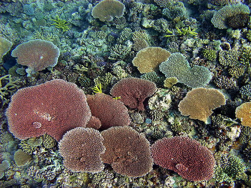 Assortment of color variations of Acropora table corals.