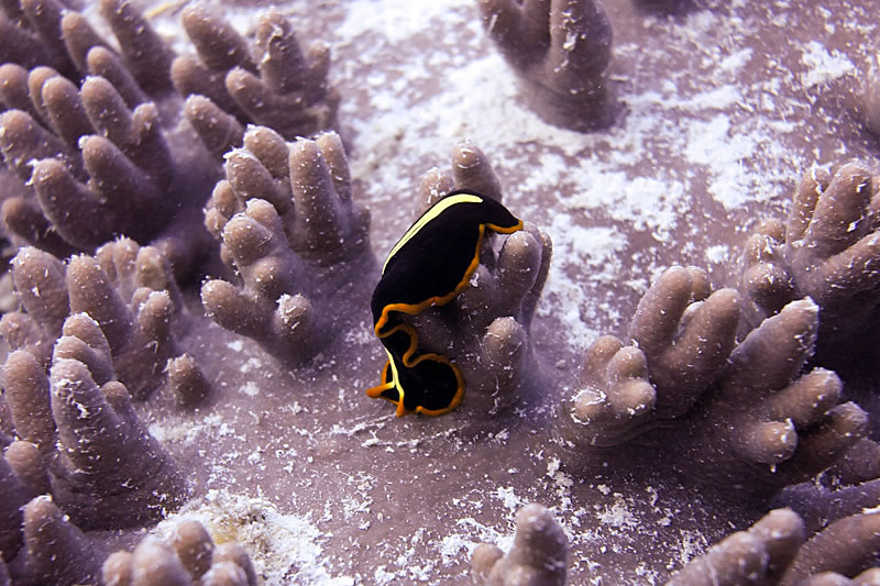 Black and orange flatform crawls over leather coral.