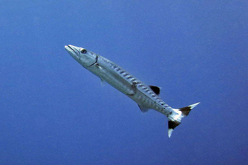 Blackfin Barracuda (Sphyraena qenie) with interesting black and white markings on tail.