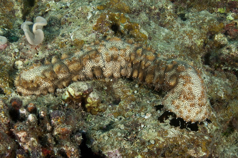 Blackspotted Sea Cucumber (Bohadschia graeffei) sweeps the reef with its black oral tentacles searching for food.