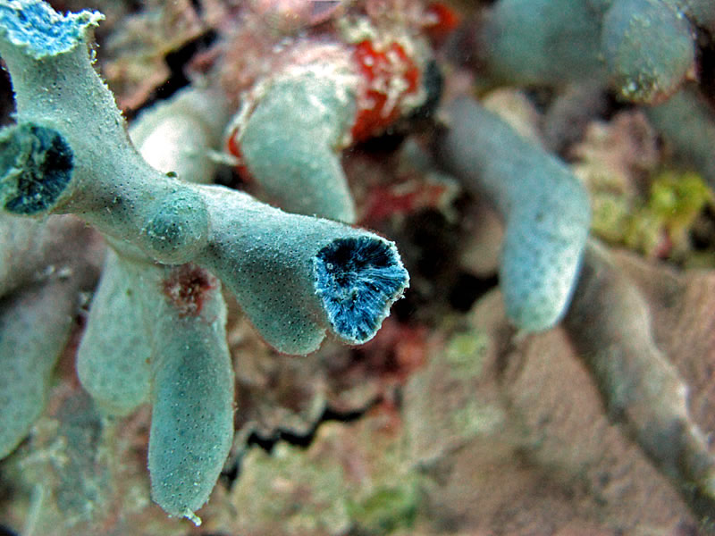 Blue Coral (Heliopora coerulea), the only octocoral known to produce a limestone skeleton (which is blue instead of the normal white).