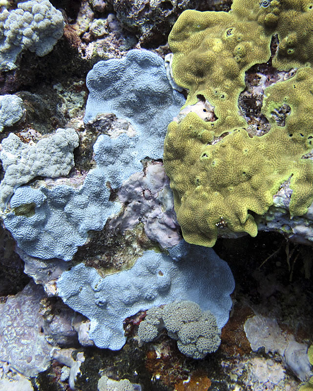 Blue Montipora and yellow Porites plating corals.