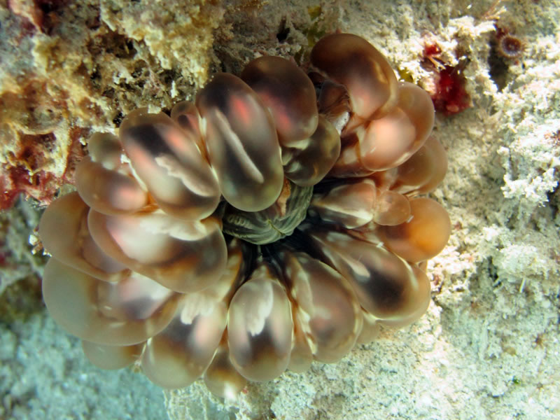 Button Coral (Cynarina lacrymalis)