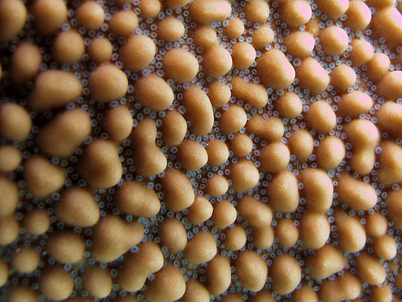 Close-up of Montipora coral showing small blue polyps.