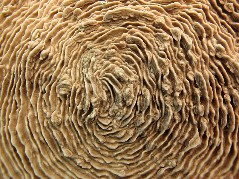 Close-up of Pachyseris coral with odd growth anomalies.