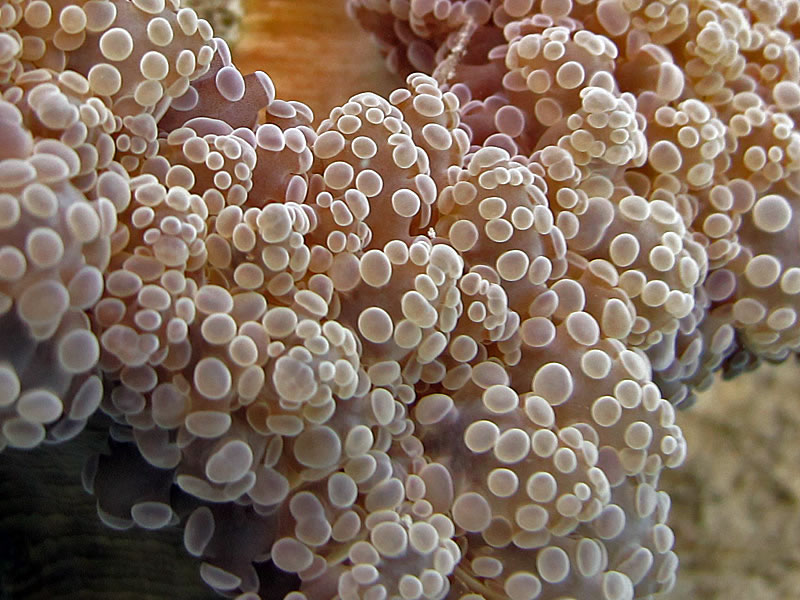 Close-up of the tentacles of a Euphyllia coral.