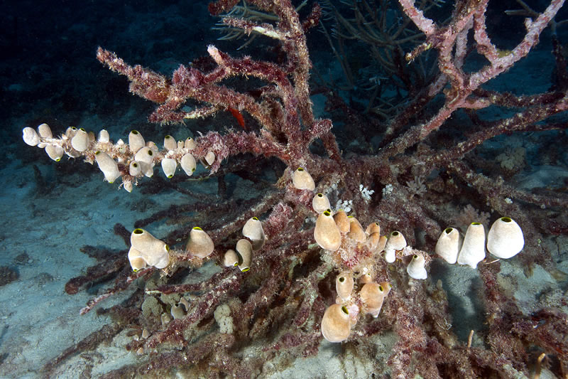 Small colonial tunicates (Atriolum robustum) covering the branches of a dead branching acroporid coral.