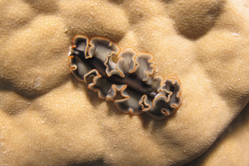 Colorful flatworm (Pseudobiceros sp.) crawling over Porites coralhead.