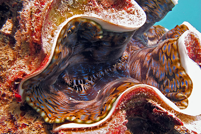 Colorful mantle of giant clam (Tridacna sp.)