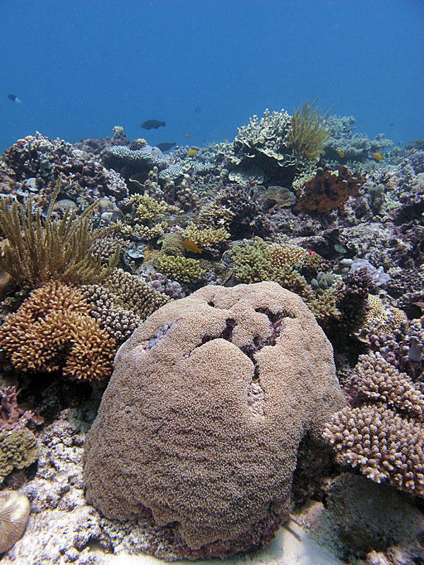 Coral scene featuring a large Euphyllia coral head.
