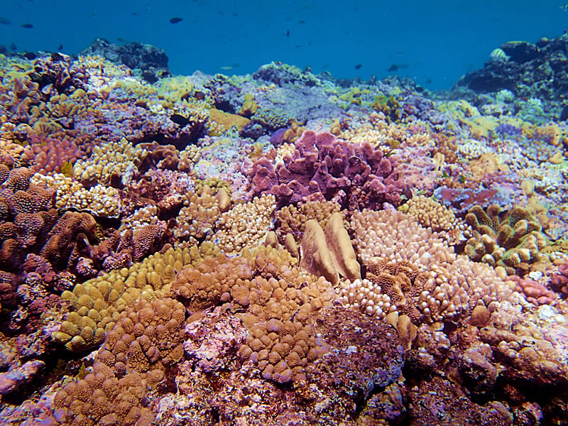 Coral variety.