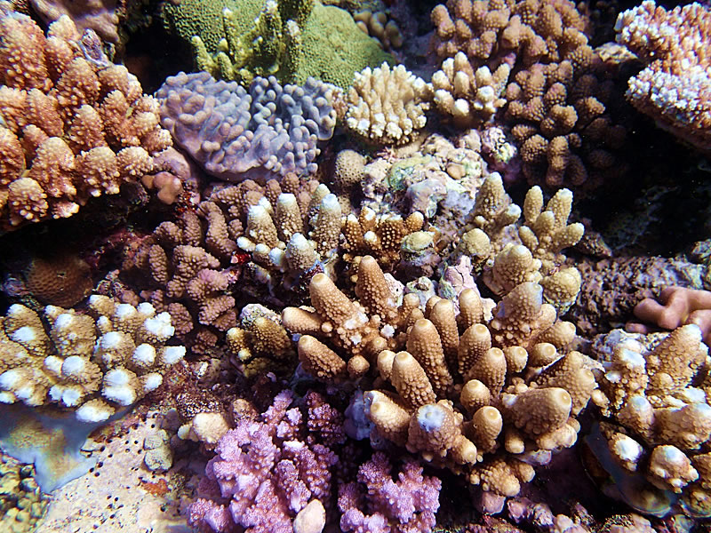 More coral variety.