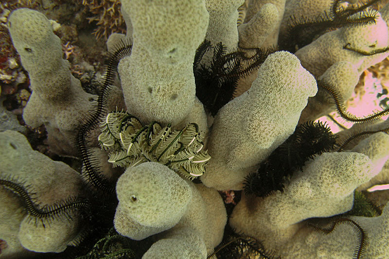 Crinoids nestling in Pavona coral.