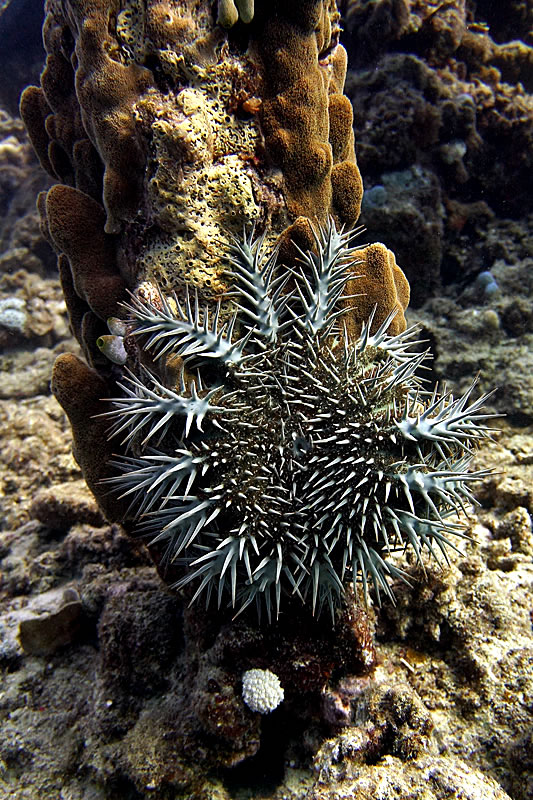 Crown-of-thorns climbing up columnar Porites coral.
