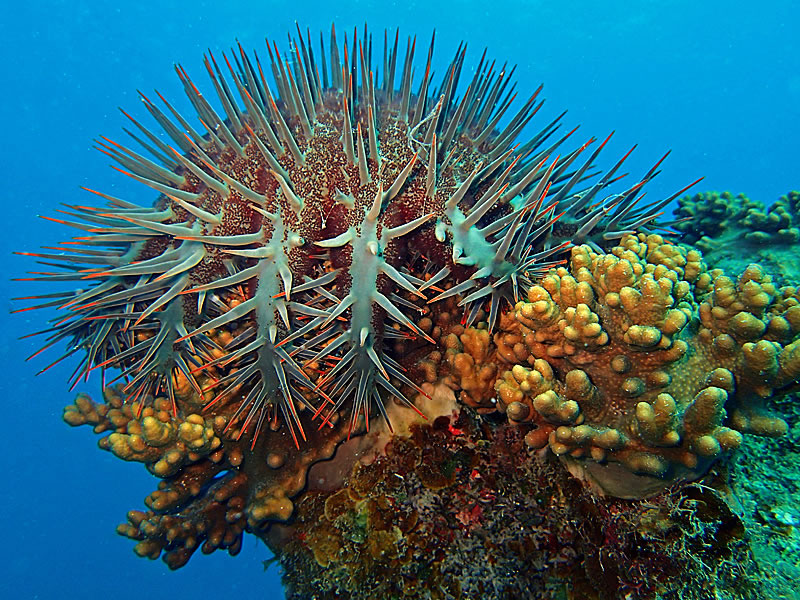 Crown-of-thorns Seastar eating soft coral.