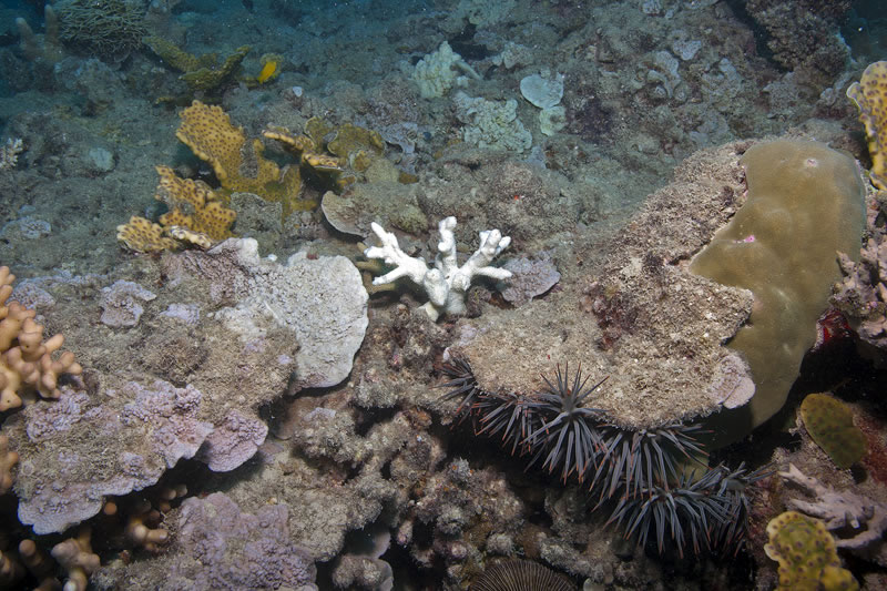 Crown-of-thorns Seastar hiding under coral with evidence of recent feeding on the white coral skeleton