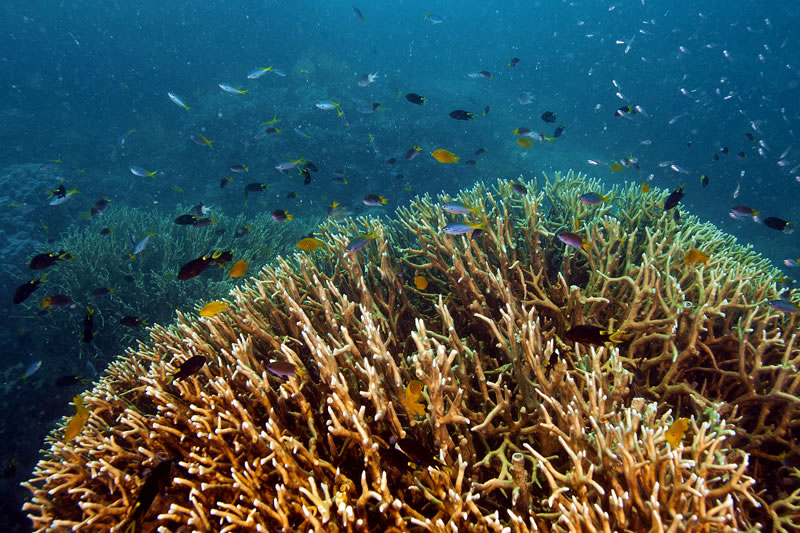 Various damselfishes and fusiliers hovering over a large thicket of Millepora (fire coral).