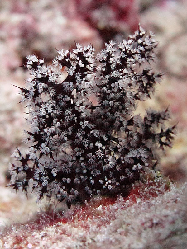 Dendronephthya soft coral collapsed since the current is not running (inflates with water to filter in the current).