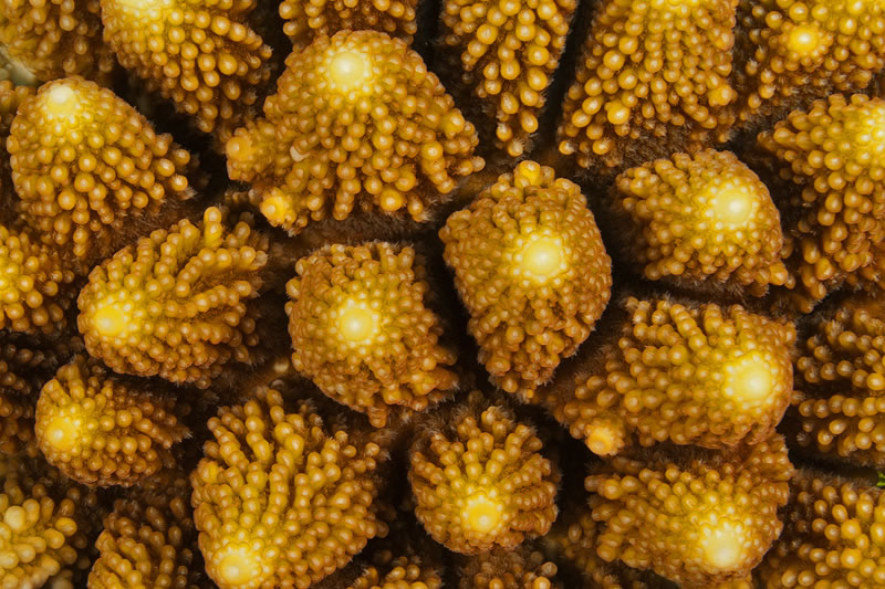 Digitate Acropora monticulosa close-up showing individual polyps forming geometric designs.