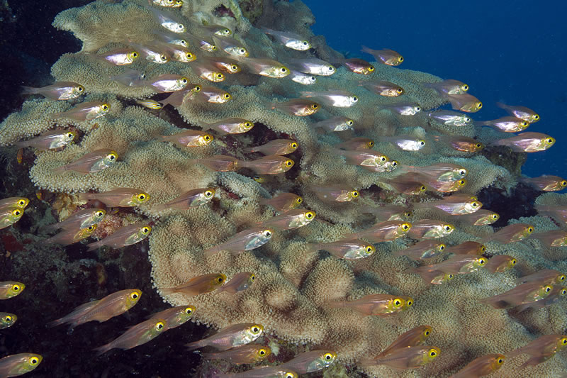 Cardinalfish on Great Barrier Reef