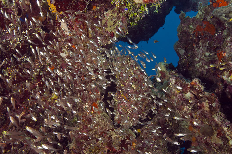 Cardinalfish on the Great Barrier Reef