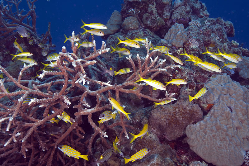 Yellowfin Goatfish and and Bluestripe Snappers swim within Acropora coral.