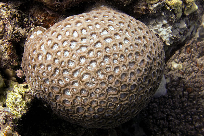 Favia coral