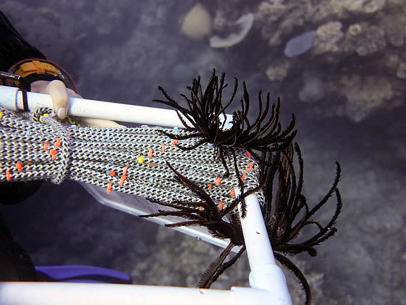 Feather stars (crinoids) that have attached to Samantha\'s quadrat and survey line.