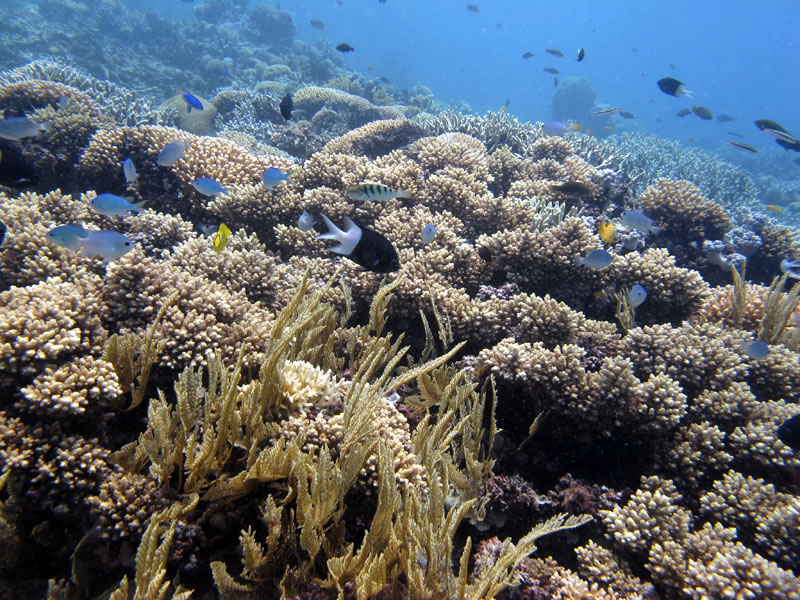Field of bottlebrush type Acropora corals.