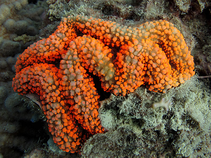 Fluorescent orange Lobophyllia coral polyp.